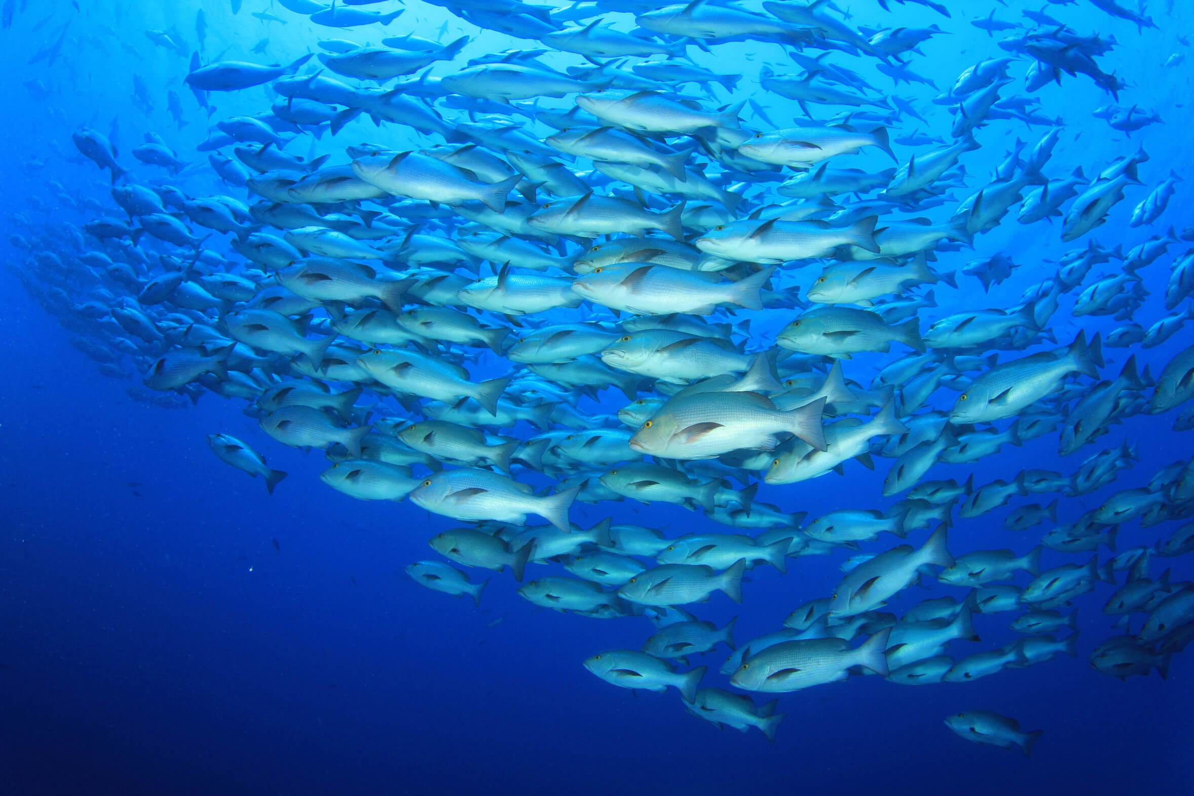 BANC DE POISSONS ET AGILITE DES EQUIPES